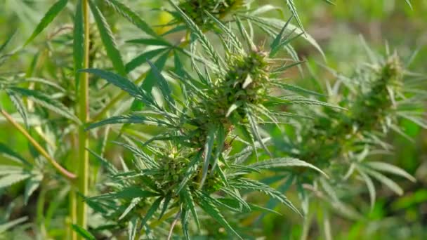 Piantagioni di marijuana medica, oscillazione nel vento, 4K, concetto di agricoltura — Video Stock