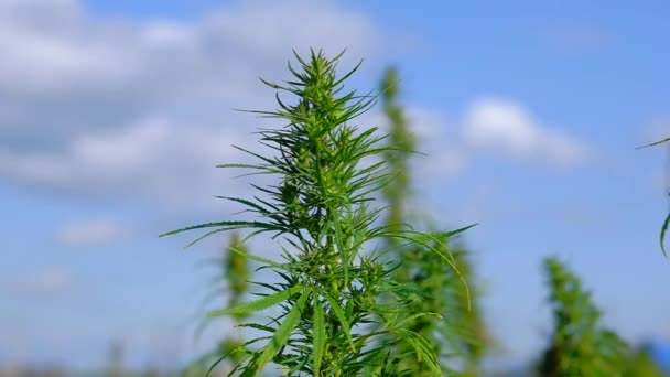 Plantaciones de marihuana medicinal, balanceo en el viento, 4K, concepto de agricultura — Vídeo de stock