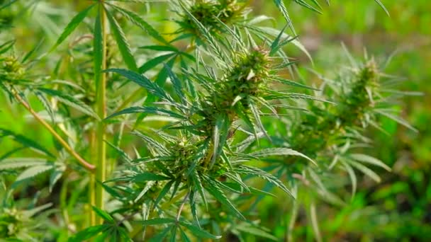 Plantații medicale de marijuana, leagăn în vânt, 4K, concept agricol — Videoclip de stoc