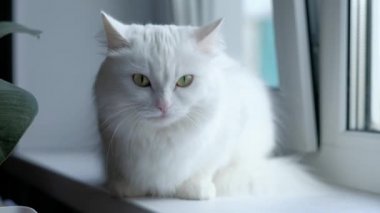 oturan beyaz kedi.