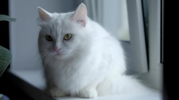 White cat sitting. — Stock Video