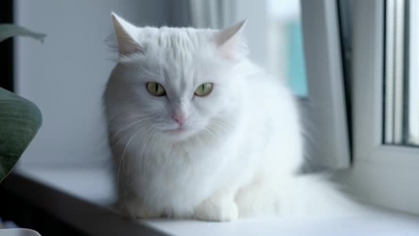 Gato blanco sentado . — Vídeos de Stock