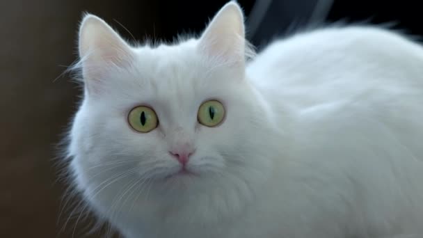 Oturan beyaz kedi. — Stok video