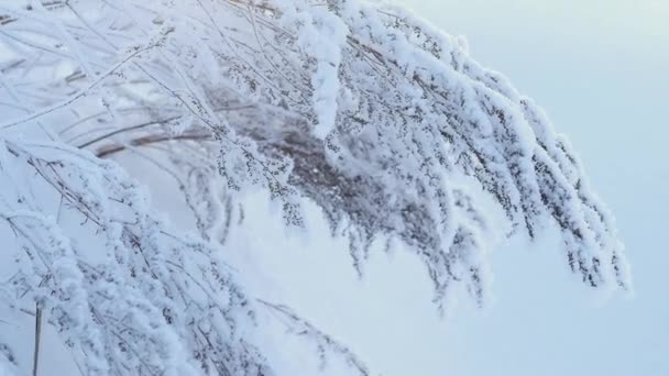 Inclinado hacia arriba tiro con steadycam - Plantas cubiertas de nieve en el campo. Naturaleza invernal . — Vídeos de Stock