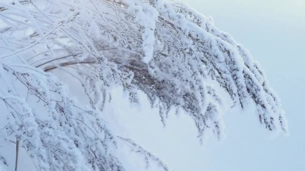 Przechylić się strzał z steadycam - rośliny pokryte ze śniegu w pole. Natura w zimie. — Wideo stockowe