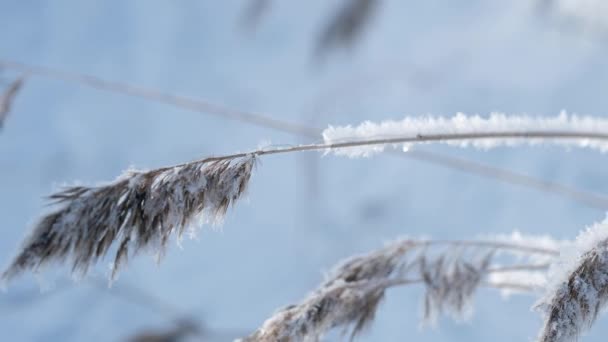 Inclinez-vous avec steadycam - Congeler Reed couvert de neige dans le champ. La nature hivernale. 4k .