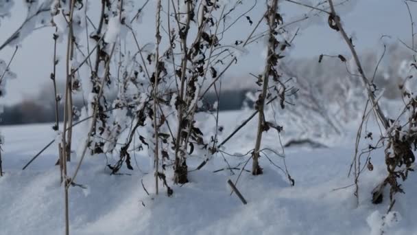 ステディカム - 植物カバーと雪のフィールドでのショットを傾けます。冬の自然. — ストック動画