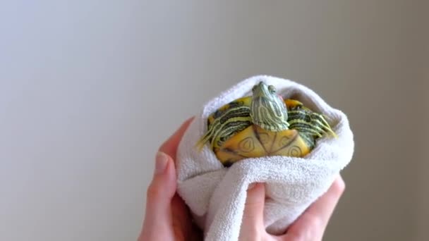 Kvinnliga händer snabbtorkande röda öron sköldpadda i vit handduk efter tvätt i badkar. — Stockvideo