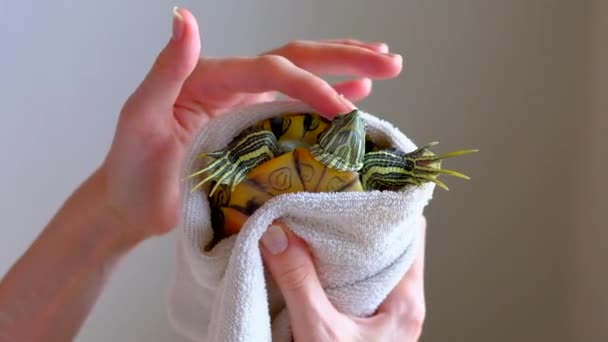 Weibliche Hände trocknen Rotohr-Schildkröte in weißem Handtuch nach dem Waschen in der Badewanne. — Stockvideo