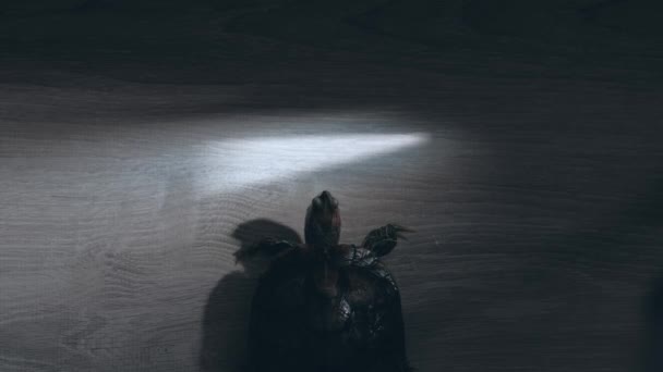 Tartaruga de orelhas vermelhas rasteja no chão de madeira escura através da luz do sol peça . — Vídeo de Stock