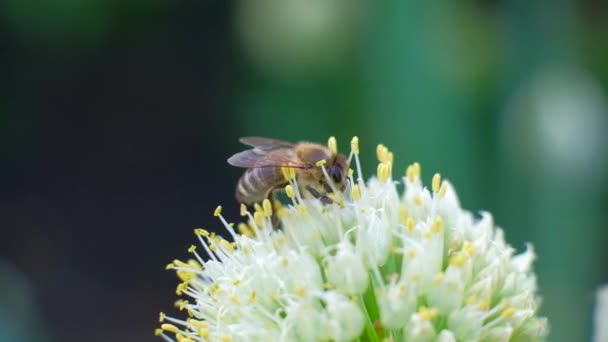 Macro metraje abeja y flor . — Vídeo de stock