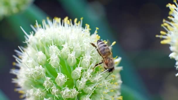 花の上のミツバチ。ミツバチは花から蜜を集める. — ストック動画
