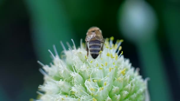 La abeja recogiendo polen en la flor y volar lejos. 4k UHD. Imágenes de macro . — Vídeo de stock