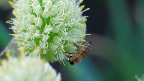 蜜蜂在花上收集花粉的宏 — 图库视频影像