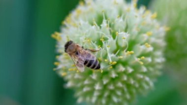 Makro görüntüler arı ve çiçek.
