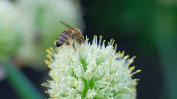 Macro-Bee vliegen naar bloeiende bloem, verzamelt nectar. — Stockvideo