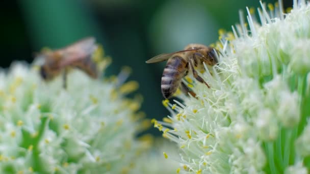 Abejas en la flor. Las abejas recogen néctar de las flores — Vídeo de stock