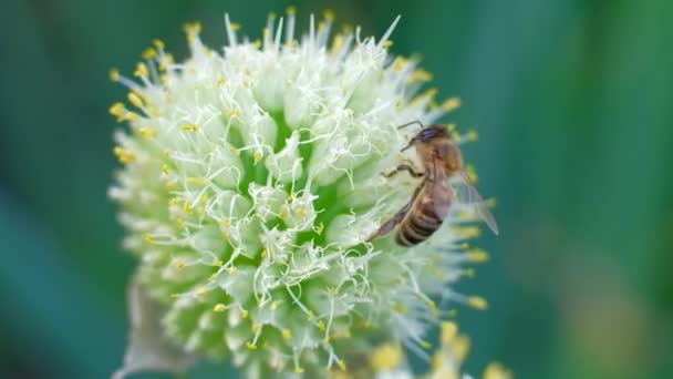 Macro footage bee and flower. — Stock Video