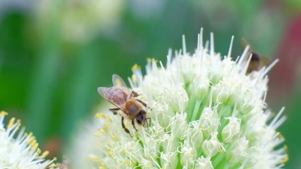 Včely na květinu. Včely sbírá nektar z květů — Stock video