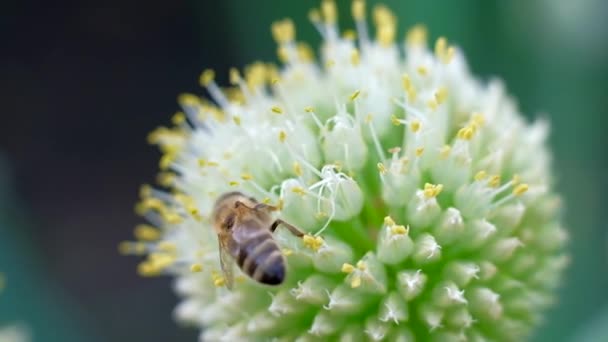 Bee samla pollen på blomma och flyga iväg. 4K UHD. Makro film. — Stockvideo