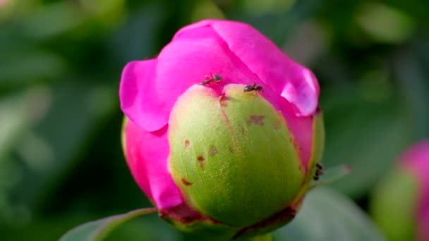 Formigas obtendo néctar de uma planta de peônia — Vídeo de Stock