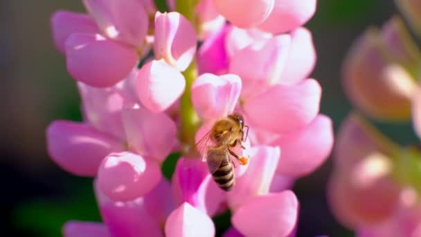 Bijen verzamelen nectar van bloemen. — Stockvideo