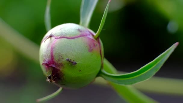 Furnicile obțin nectar de la o plantă de bujor . — Videoclip de stoc