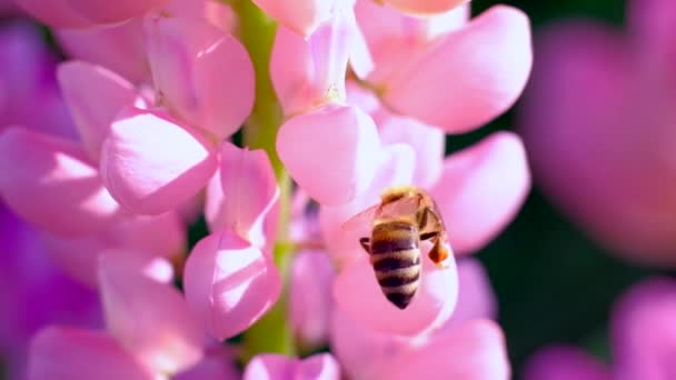 Macro metraje abeja y flor . — Vídeo de stock