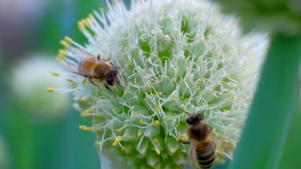 Una abeja recolectando polen de néctar con flor en el día soleado de primavera — Vídeo de stock