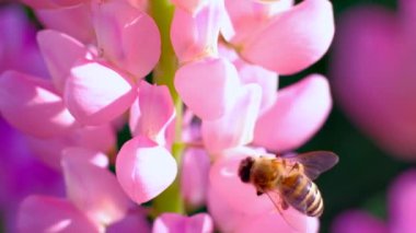 Arı çiçeklerden nektar toplar..