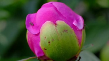 Karıncalar şakayık çalı, bahçede güzel çiçekler ile büyük şakayık tomurcuk.