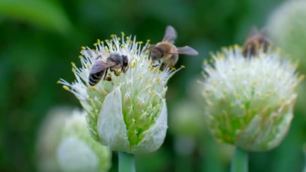 Abelhas coletam néctar de flores . — Vídeo de Stock