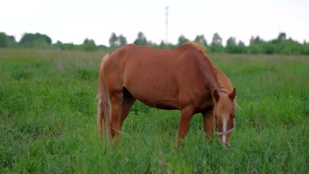 Cavallo rosso che mangia erba al campo rurale . — Video Stock