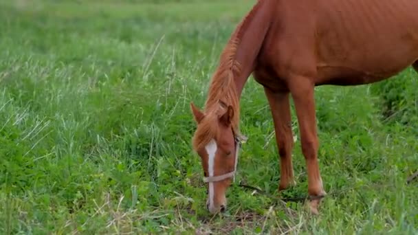 Άλογο βόσκησης σε ένα πράσινο πεδίο, τρώει γρασίδι. — Αρχείο Βίντεο