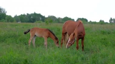 Genç At Colt ve annesi tarlada otluyor, yeşil ot yemek.