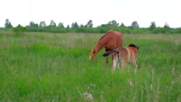 Colt horse grazing in nature — Stock Video