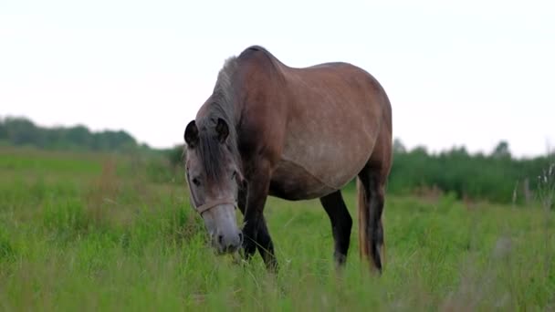 Volwassen zwanger paard grazen in veld. — Stockvideo