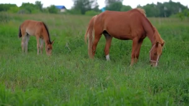 若い馬のコルトと彼女の母は、フィールド上で放牧し、緑の草を食べる. — ストック動画