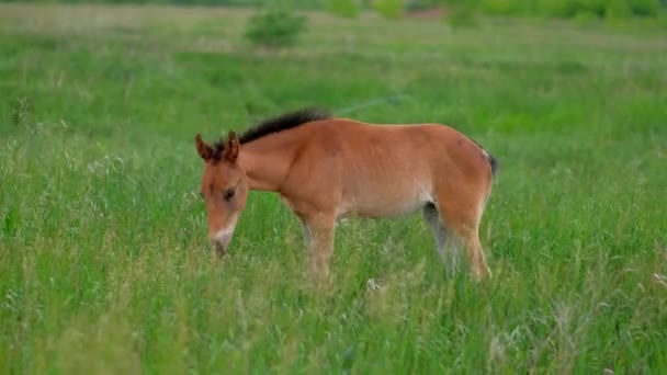 Colt cheval pâturage dans la nature 