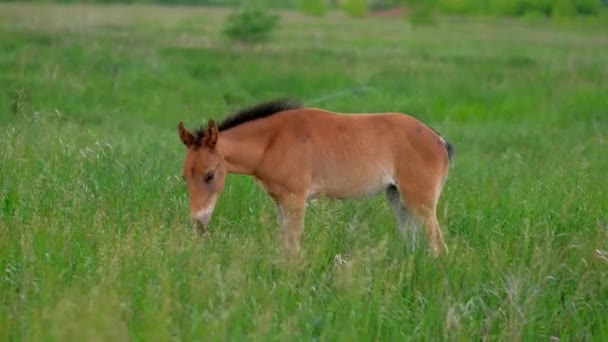 Colt cavalo pastoreio na natureza — Vídeo de Stock