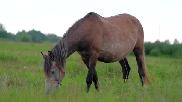 Schönes trächtiges Pferd, das im Feld weidet. — Stockvideo