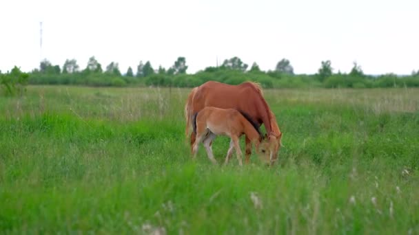 Family of Ginger Horses Mother and Colt grazing in nature. — Stock Video