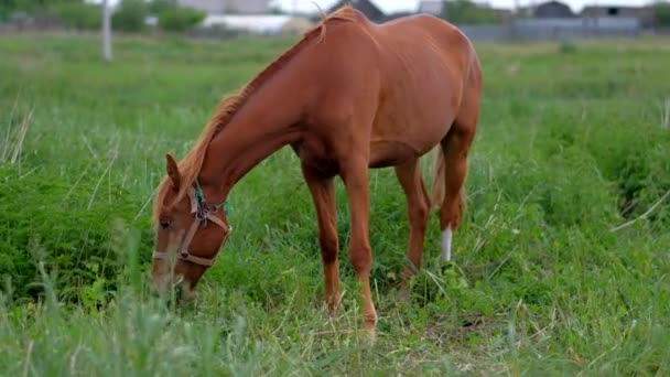 Cheval rouge mangeant de l'herbe au champ rural .