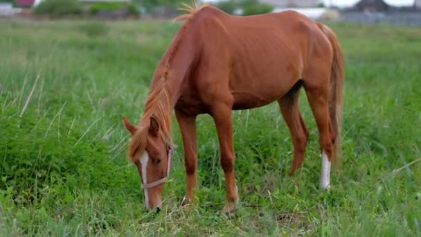 Ginger horse grazing in nature — Stock Video
