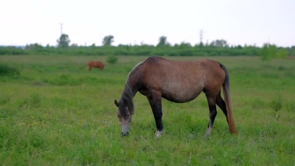 Volwassen zwanger paard grazen in veld. — Stockvideo