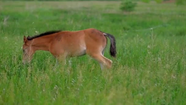 Familie der Ingwerpferde Mutter und Hengstfohlen, die in der Natur grasen. — Stockvideo