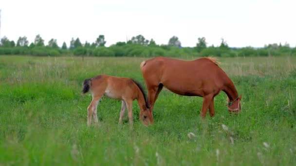 Famille de Gingembre Chevaux Mère et Colt pâturant dans la nature .