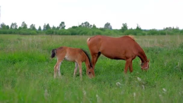 Familie van gember paarden moeder en hengst grazen in de natuur. — Stockvideo