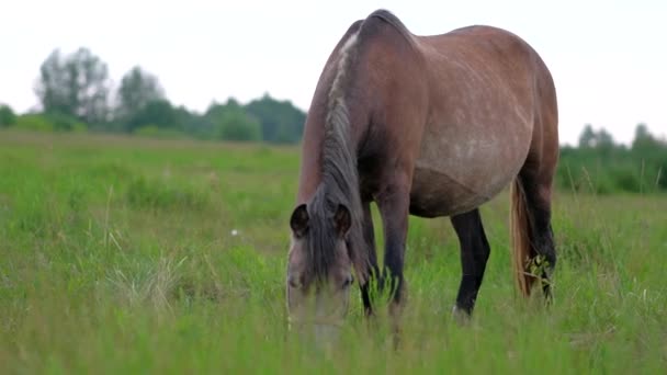 Volwassen zwanger paard grazen in veld. — Stockvideo