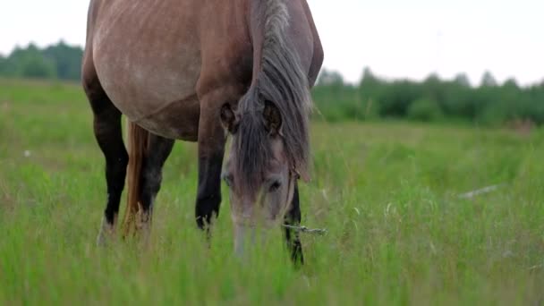 Beautiful Pregnant Horse grazing in field. — Stock Video